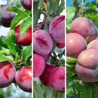 3-Way Plum 'Satsuma + Santa Rosa + Mariposa'