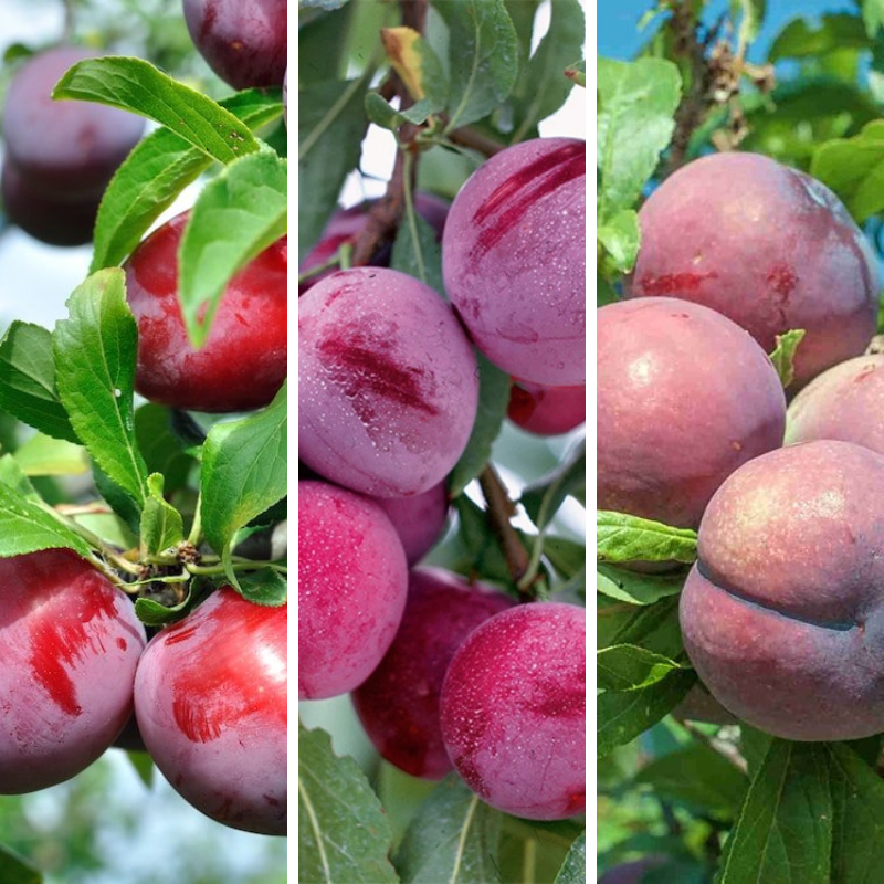 3-Way Plum 'Satsuma + Santa Rosa + Mariposa'