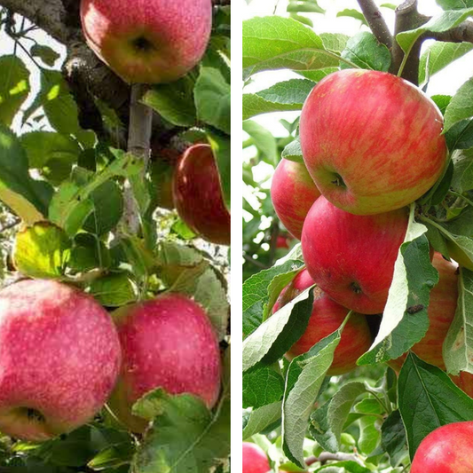 2-Way Apple 'Fuji + Pink Lady'