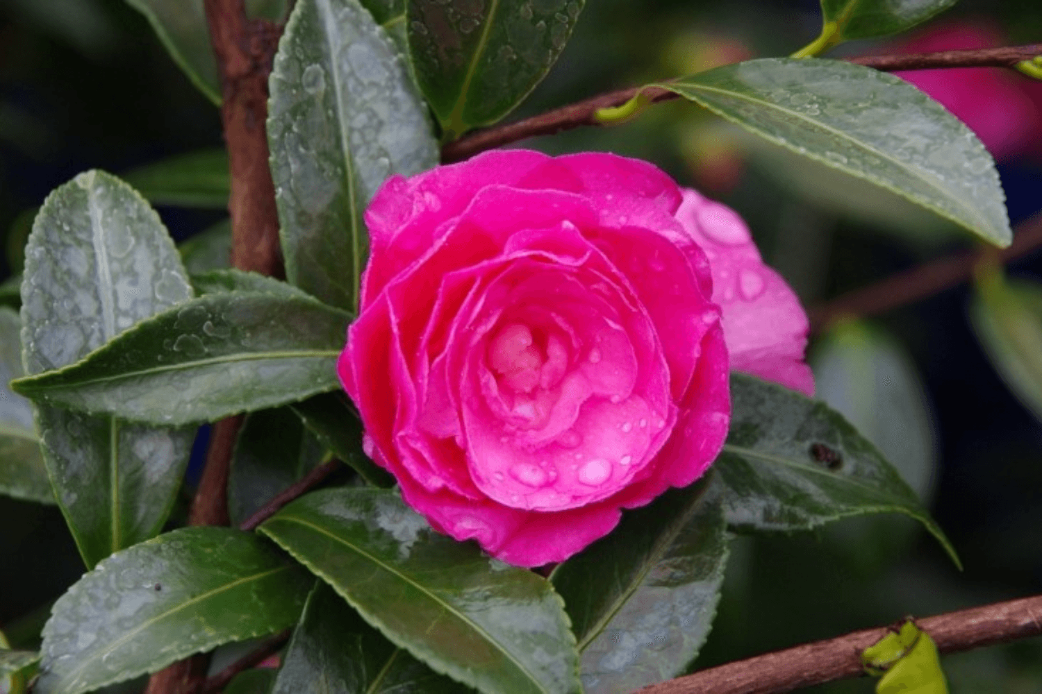 Camellia 'Chansonette'