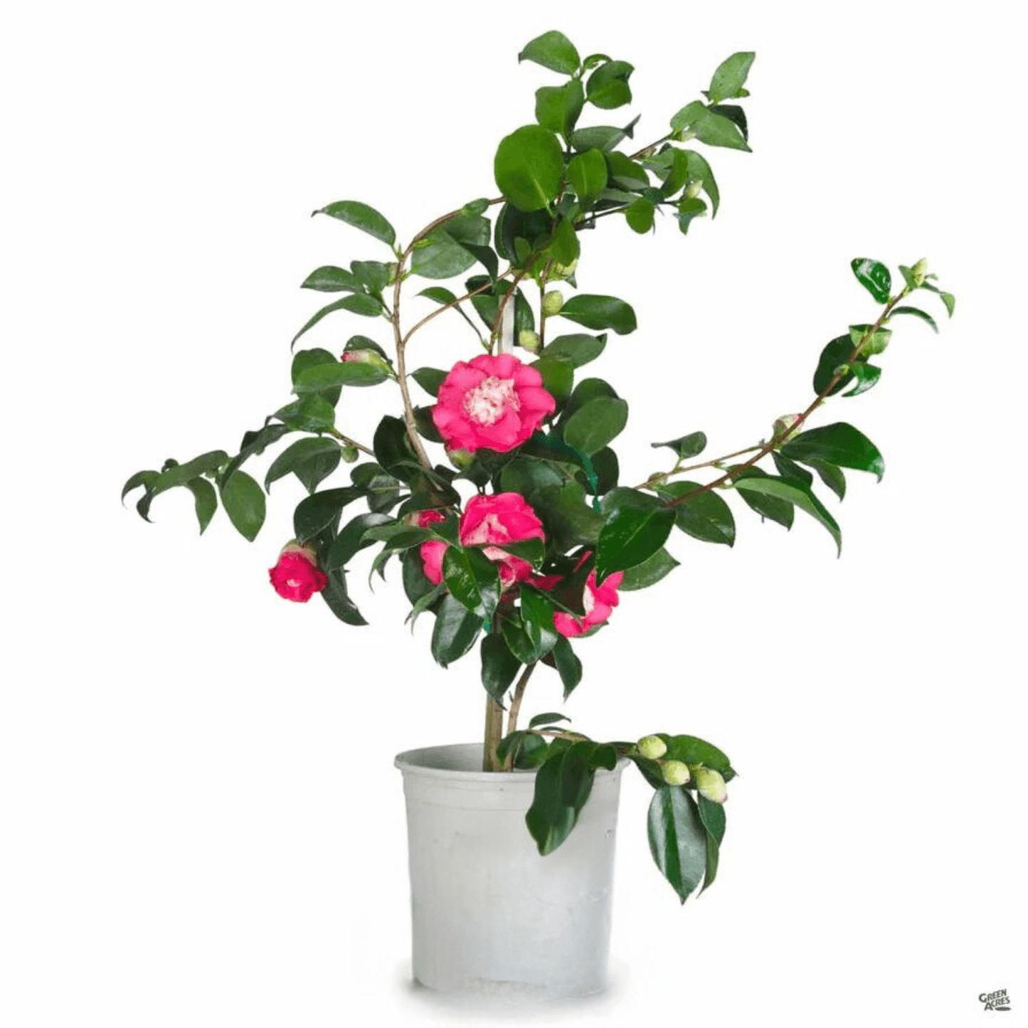 Camellia Elegans (Camellia japonica)