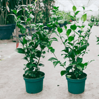 Camellia Kramers Supreme (Camellia japonica) - Ladybird Nursery