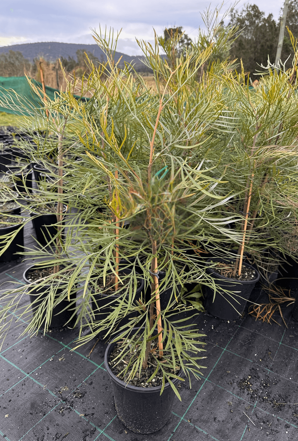 Grevillea Honey Barbara