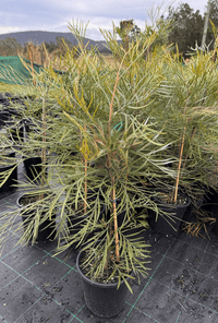 Grevillea Honey Barbara - Ladybird Nursery