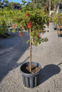 Grevillea Jingle Bells Standards - Ladybird Nursery