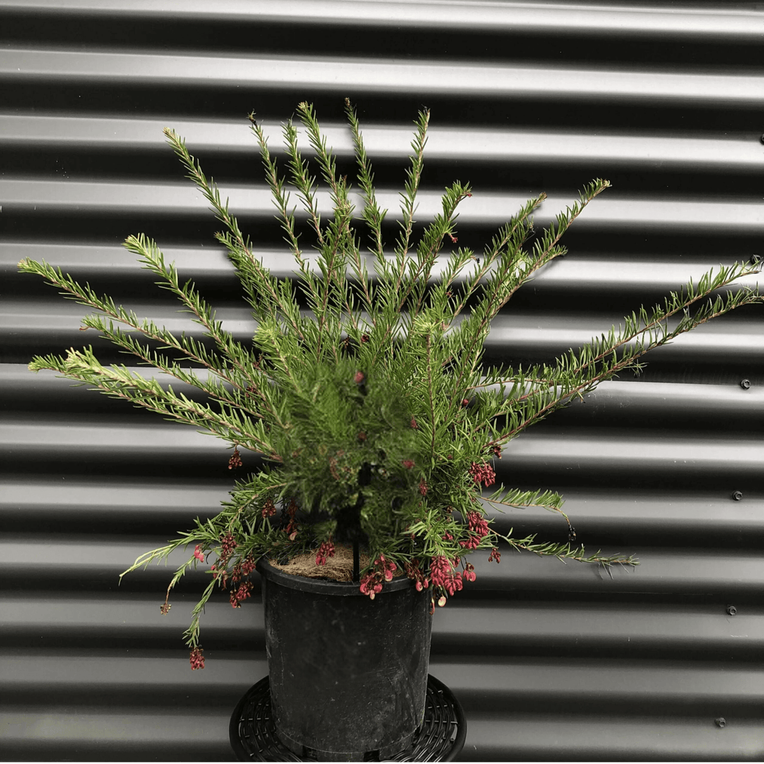Grevillea Cherry Ripe - Ladybird Nursery