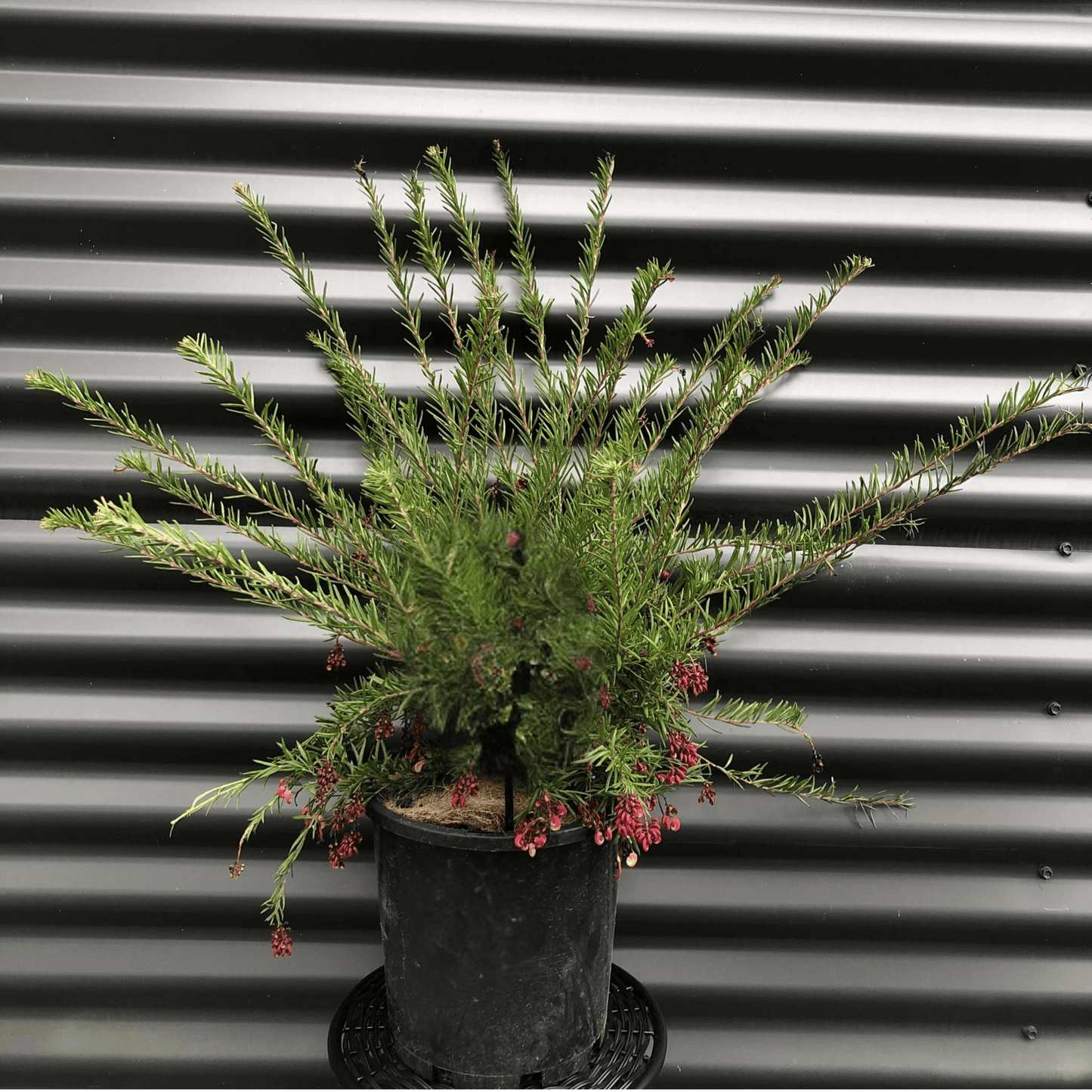 Grevillea Cherry Ripe