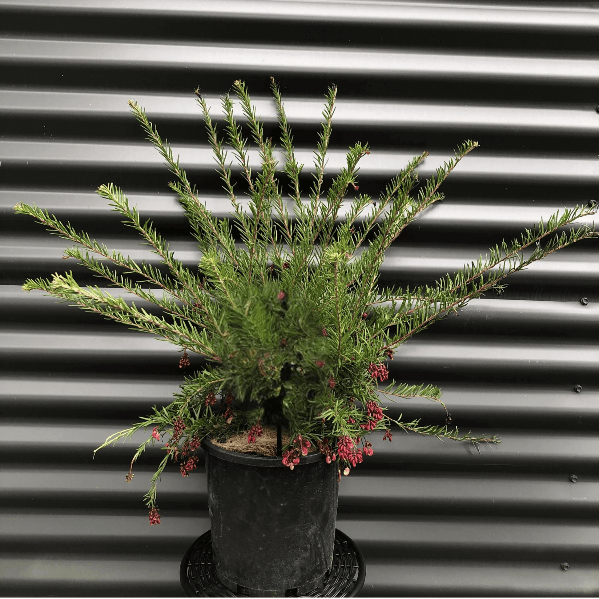 Grevillea Cherry Ripe