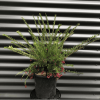 Grevillea Cherry Ripe