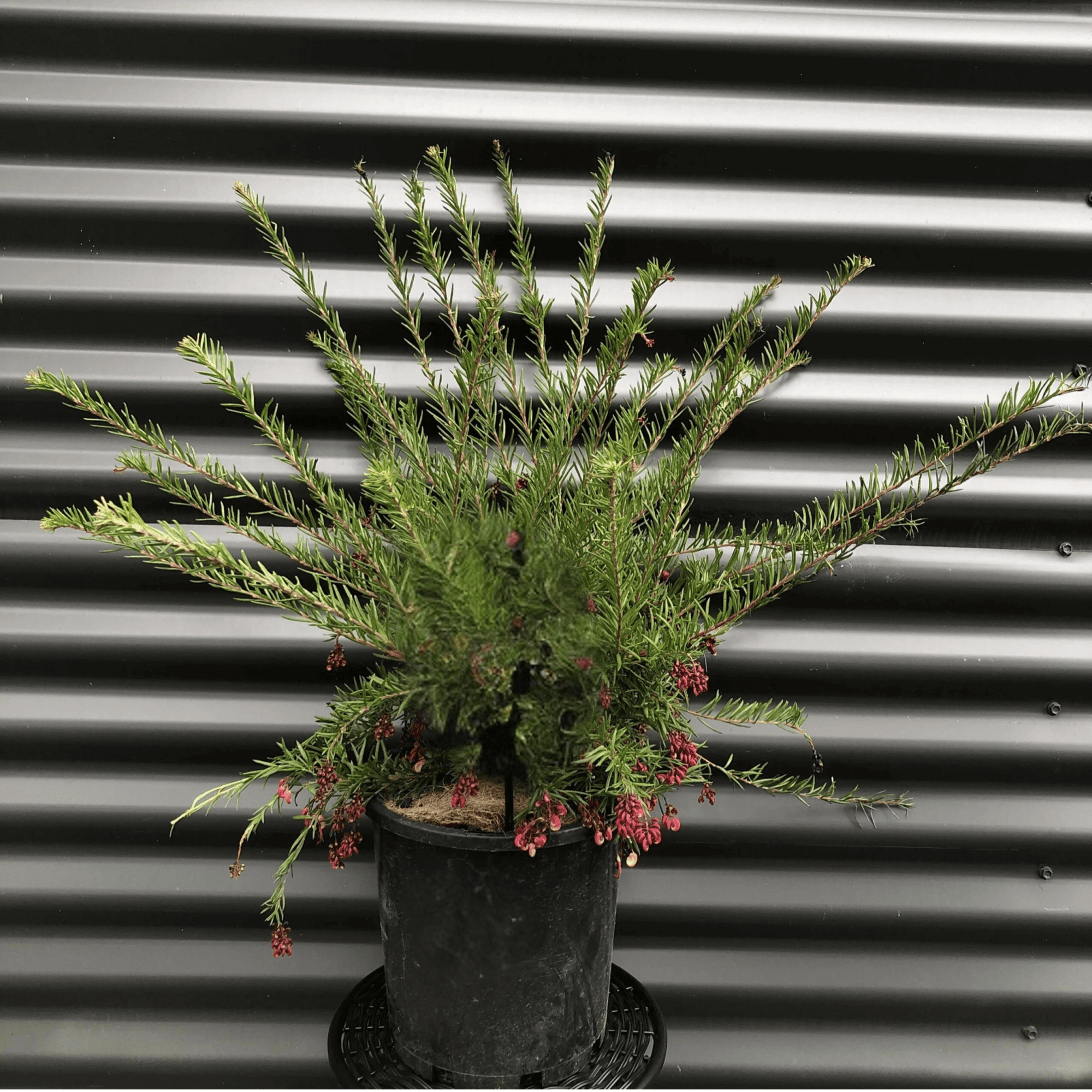 Grevillea Cherry Ripe - Ladybird Nursery