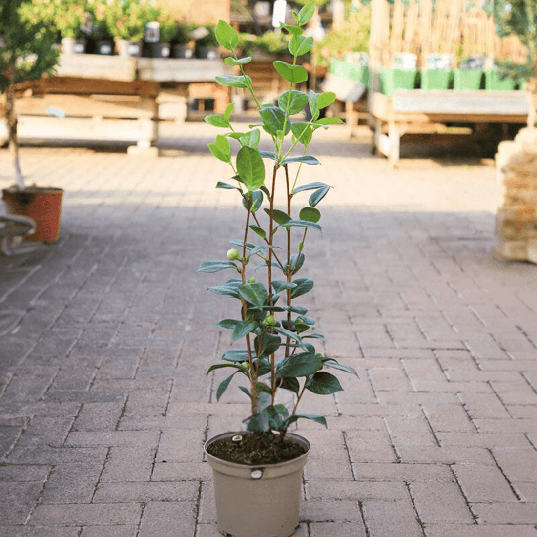 Camellia Lady Loch (Camellia japonica) - Ladybird Nursery