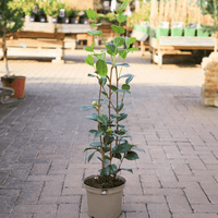 Camellia Lady Loch (Camellia japonica) - Ladybird Nursery