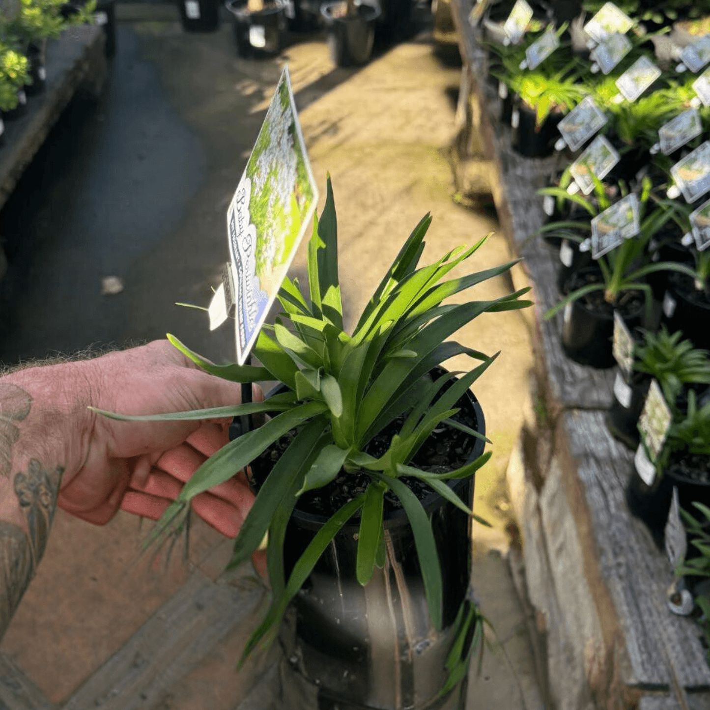 Agapanthus Baby Periwinkle (Dwarf Agapanthus)
