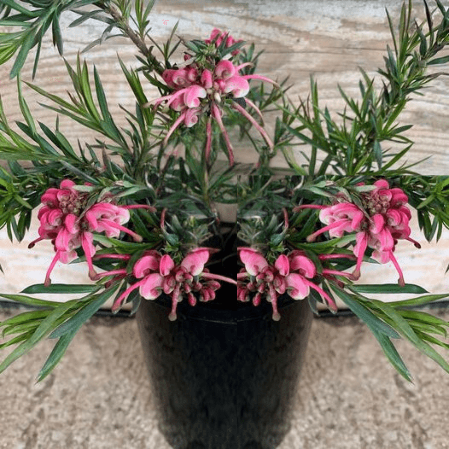 Grevillea John Evans