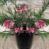 Grevillea John Evans