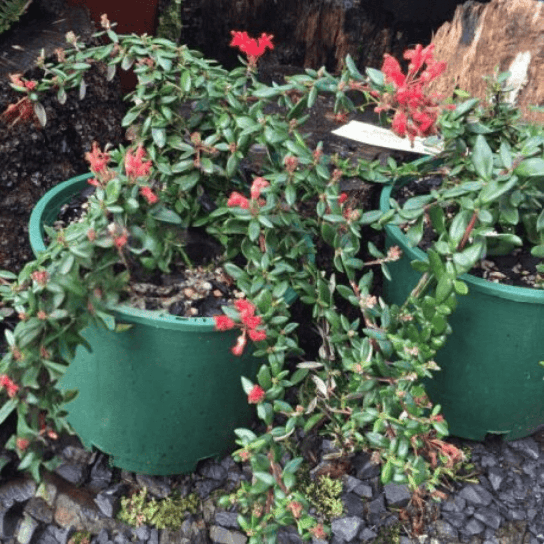 Grevillea Ember Glow - Ladybird Nursery