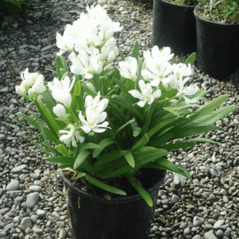 Agapanthus Agapetite Tissue culture