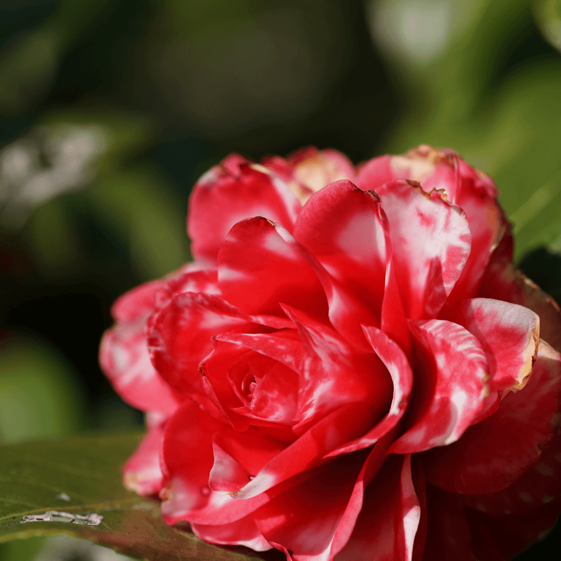 Camellia Mark Alan Variegated (Camellia japonica) - Ladybird Nursery