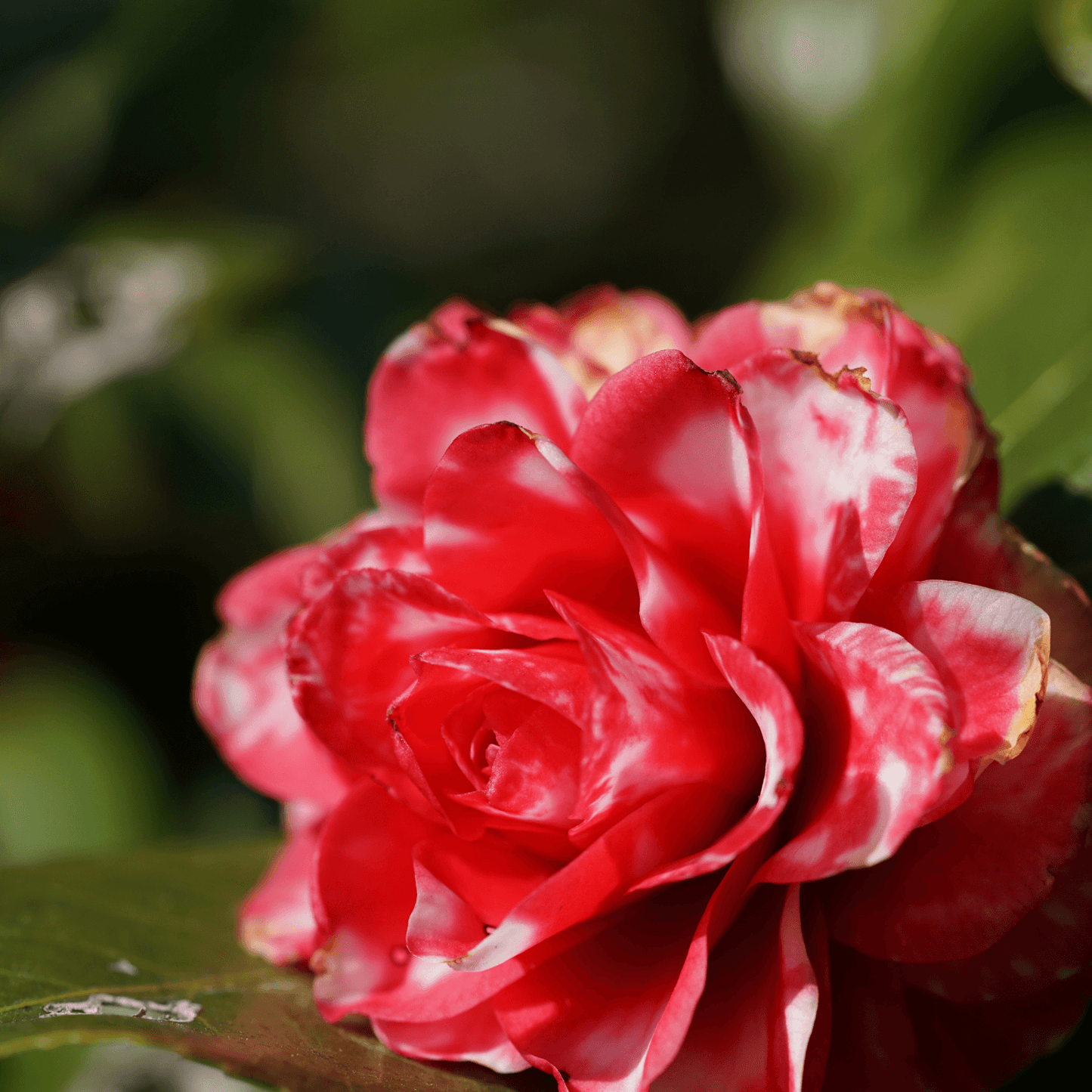 Camellia Mark Alan Variegated (Camellia japonica)