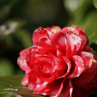 Camellia Mark Alan Variegated (Camellia japonica)