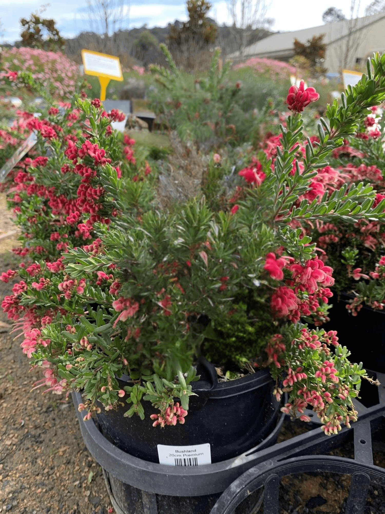 Grevillea Winter Nectar
