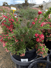 Grevillea Winter Nectar - Ladybird Nursery