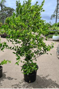 Lilly Pilly FIRESCREEN (Acmena smithii)
