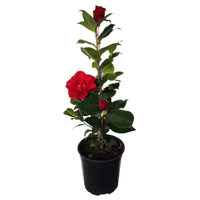 Camellia Midnight (Camellia japonica) - Ladybird Nursery