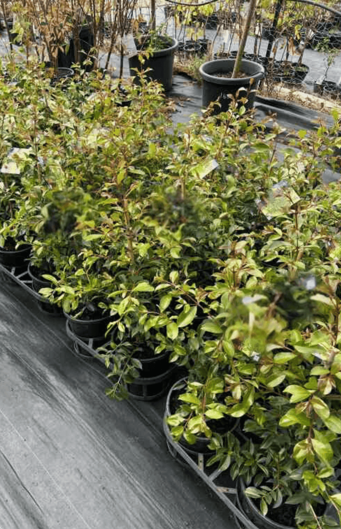 Lilly Pilly Hinterland Gold (Syzygium australe) - Ladybird Nursery