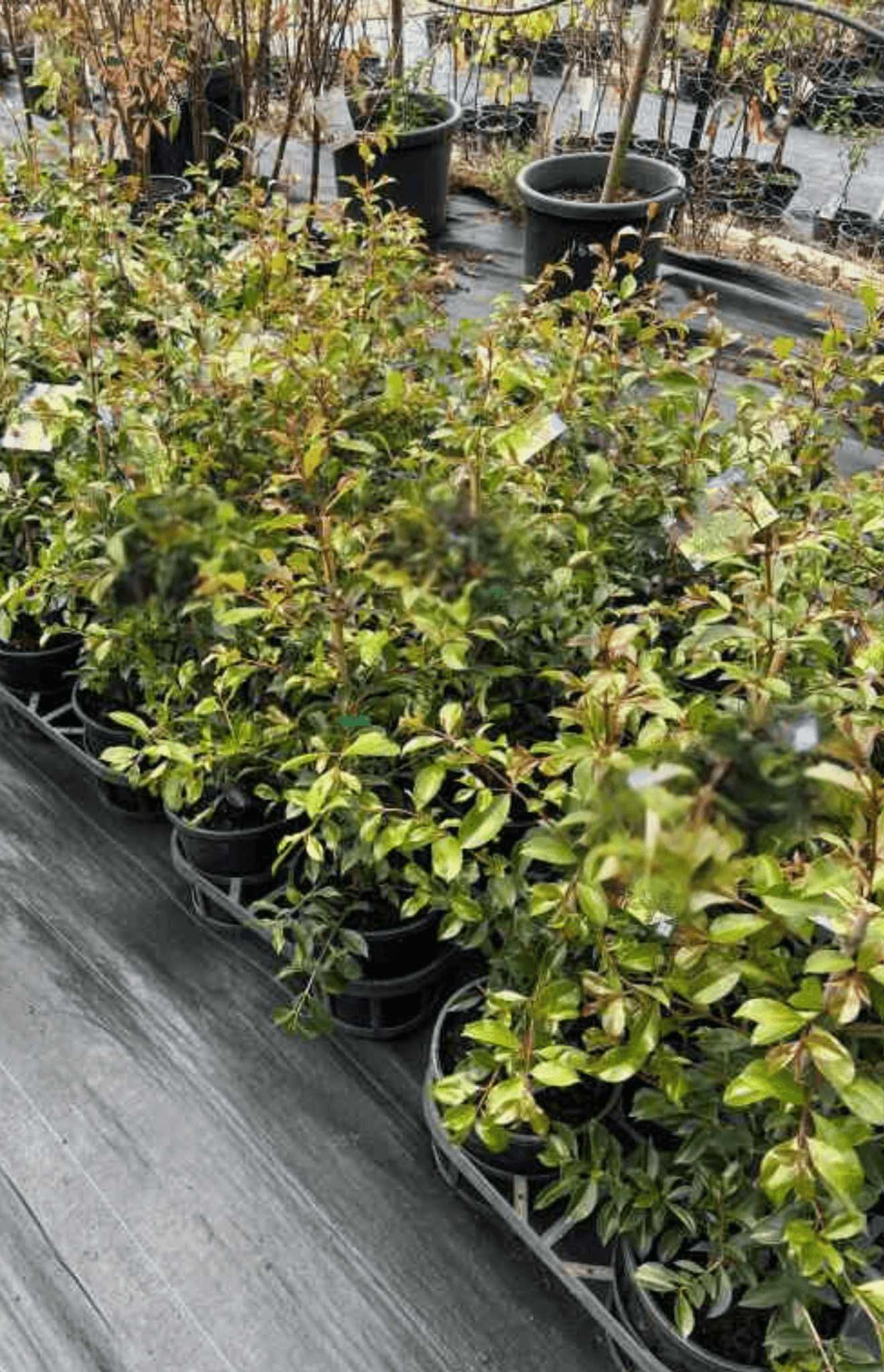 Lilly Pilly Hinterland Gold (Syzygium australe) - Ladybird Nursery