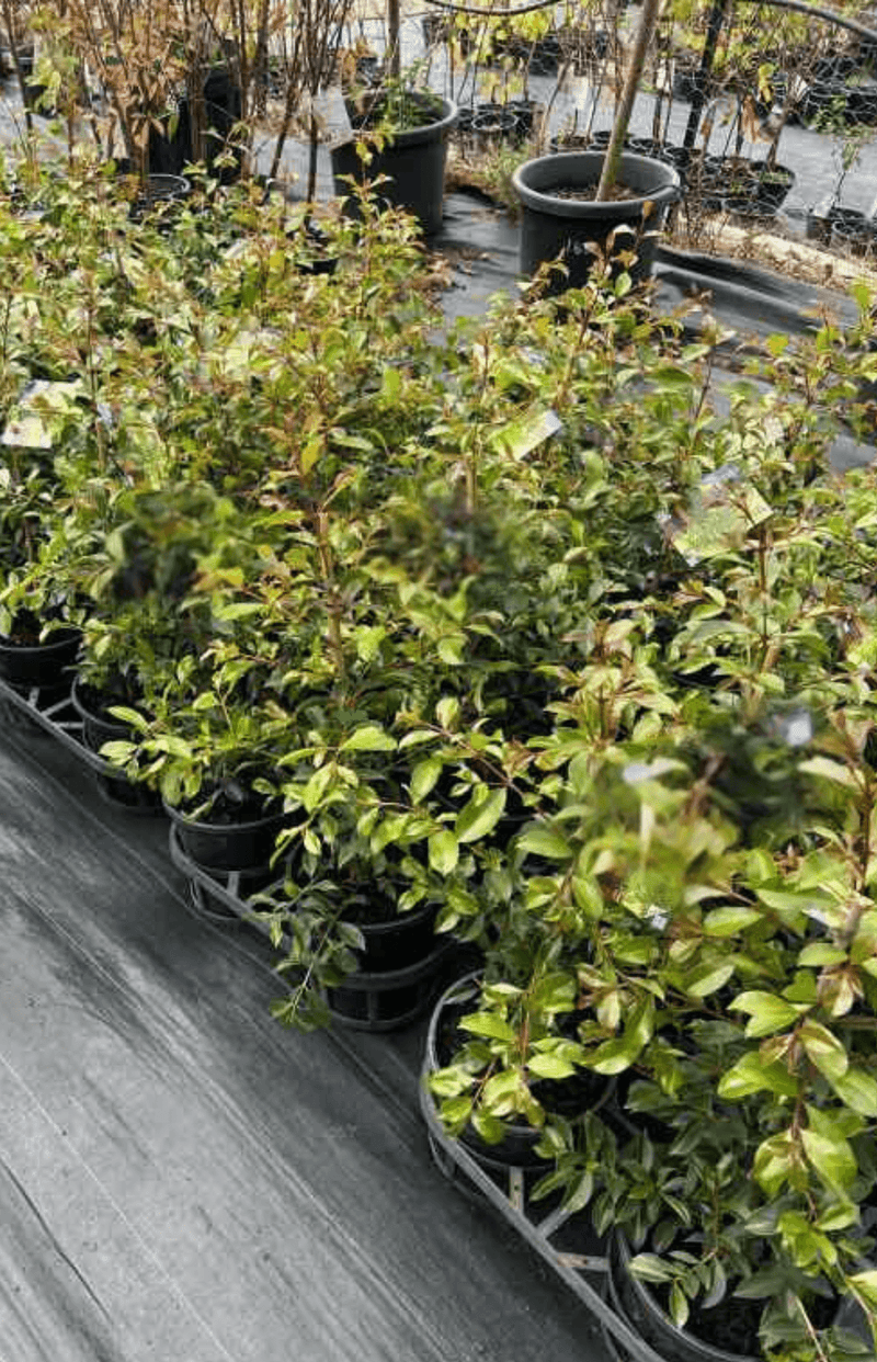 Lilly Pilly Hinterland Gold (Syzygium australe)