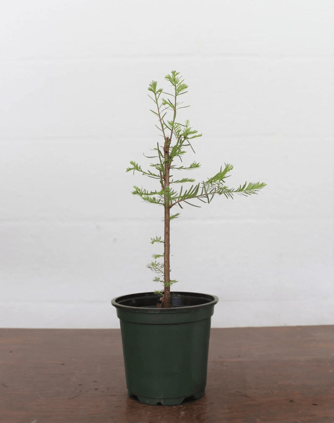 Bonsai Starter Bald Cypress (Taxodium distichum) - Ladybird Nursery