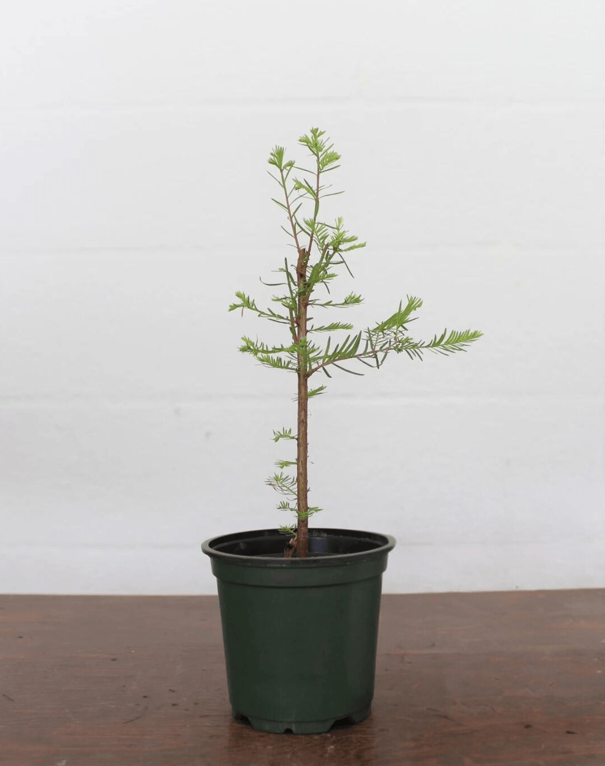 Bonsai Starter Bald Cypress (Taxodium distichum) - Ladybird Nursery