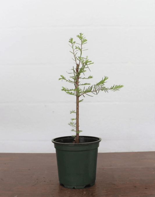 Bonsai Starter Bald Cypress (Taxodium distichum)