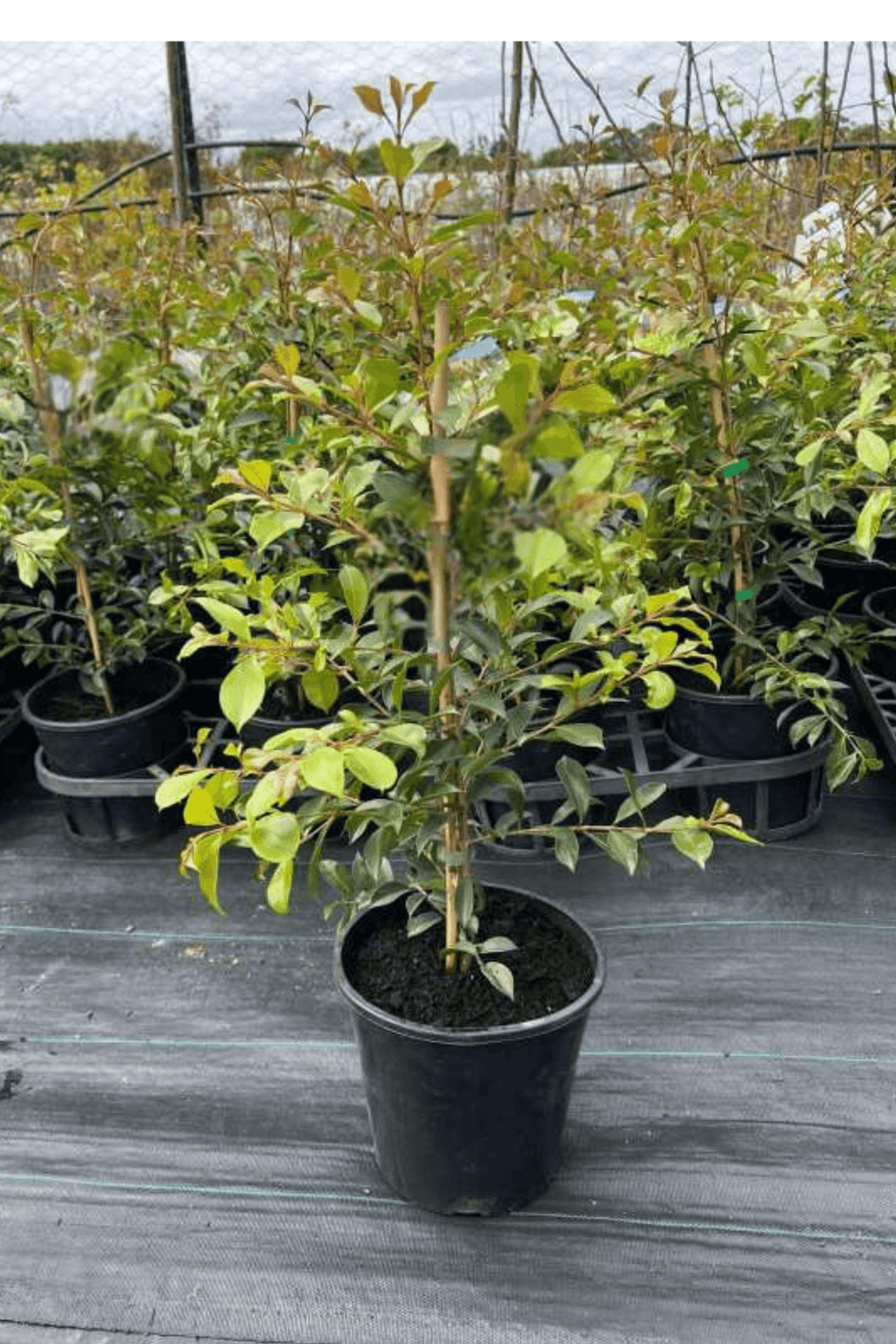 Lilly Pilly Green Machine (Syzygium australe) - Ladybird Nursery
