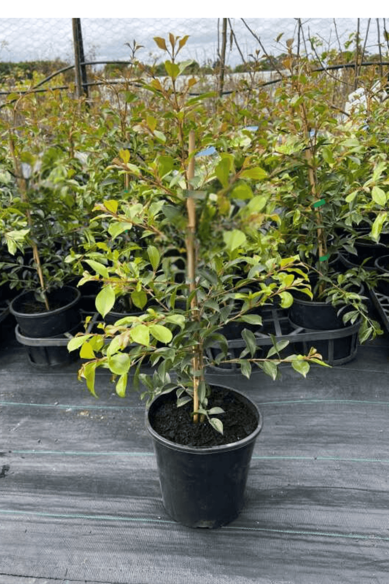 Lilly Pilly Green Machine (Syzygium australe) - Ladybird Nursery