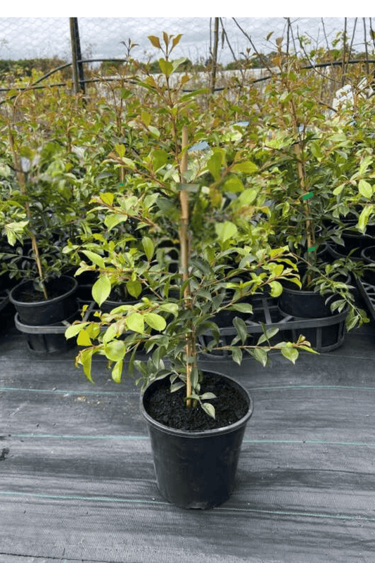 Lilly Pilly Green Machine (Syzygium australe)