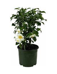 Camellia Silver Waves (Camellia japonica) - Ladybird Nursery