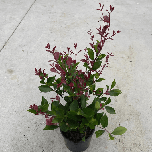 Lilly Pilly Purple Rain (Acmena smithii)