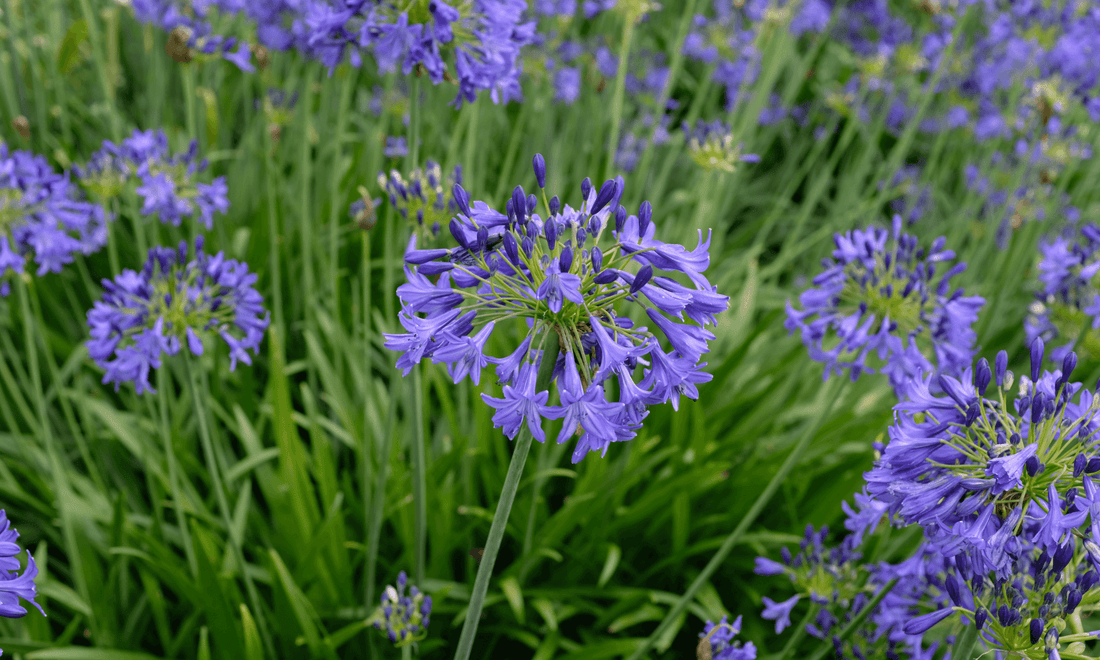 Agapanthus Madelyn™ - Ladybird Nursery