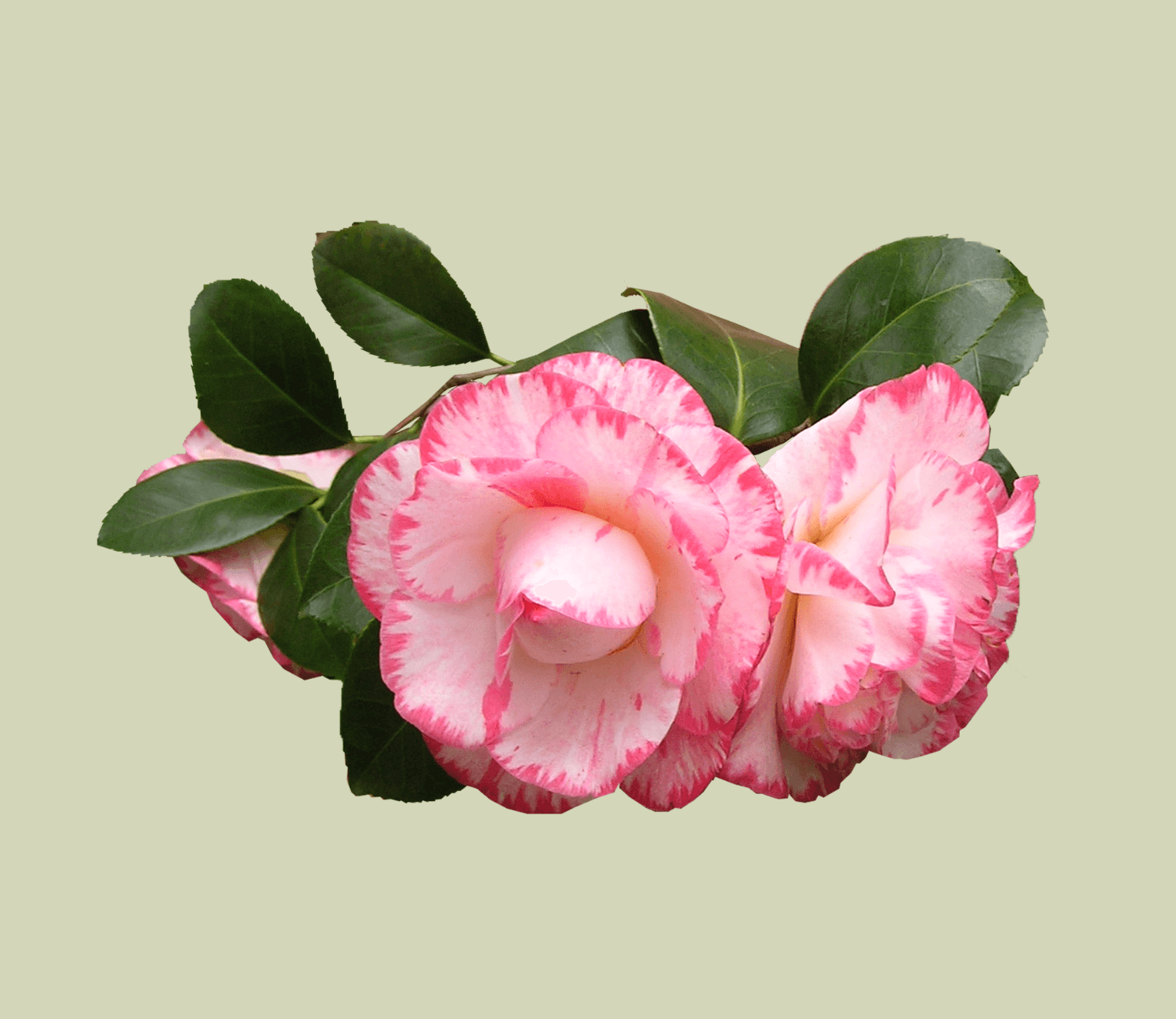 Camellia Tomorrows Dawn (Camellia japonica) - Ladybird Nursery