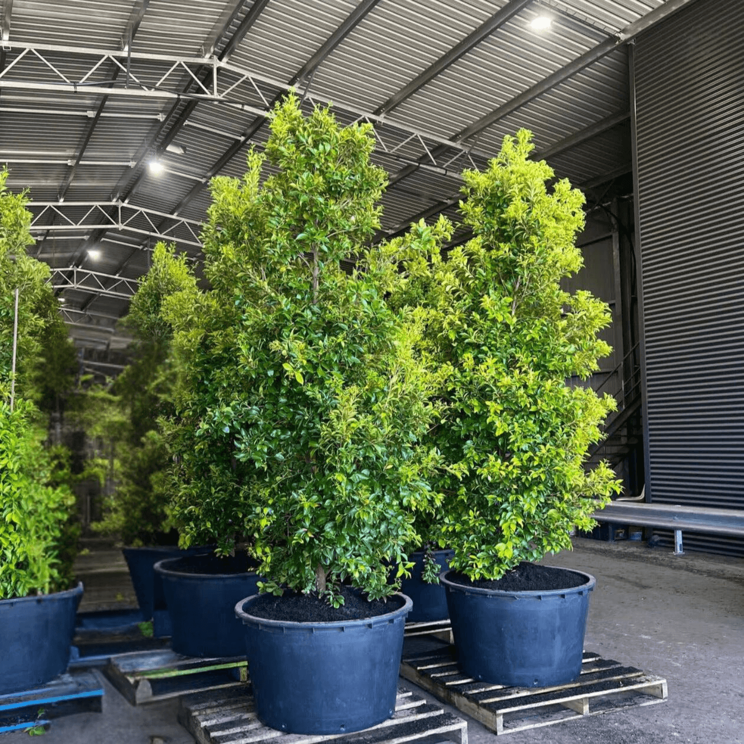 Lilly Pilly SUBLIME™ (Acmena smithii) - Ladybird Nursery