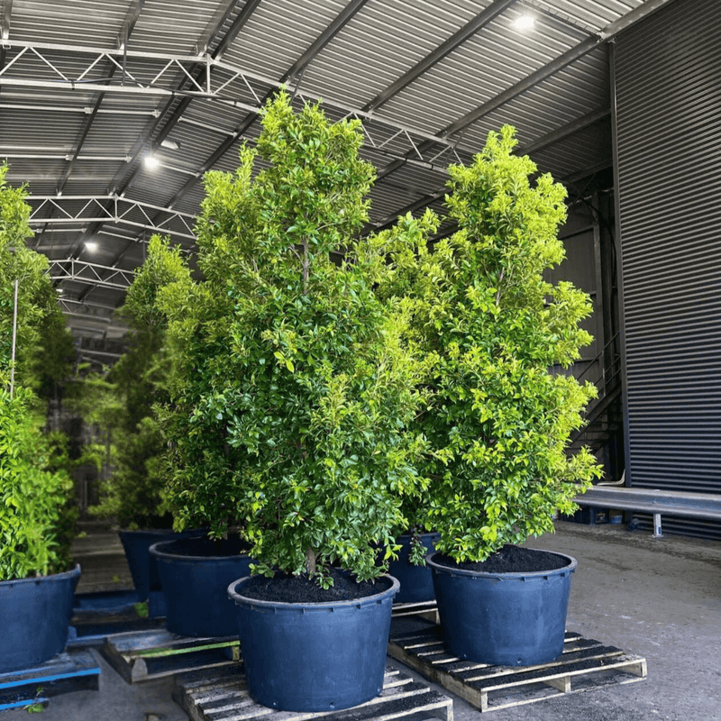 Lilly Pilly SUBLIME™ (Acmena smithii)