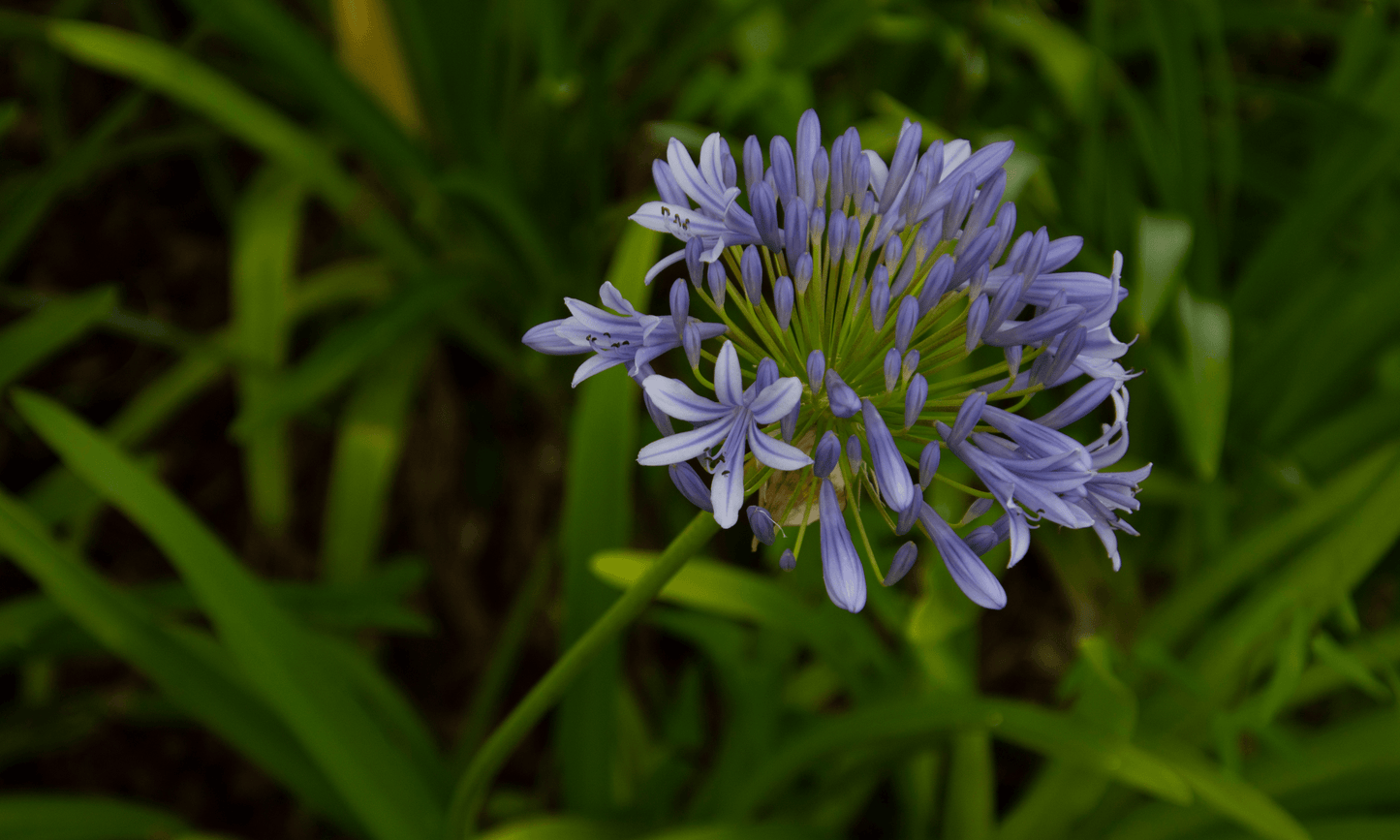 Agapanthus Madelyn™