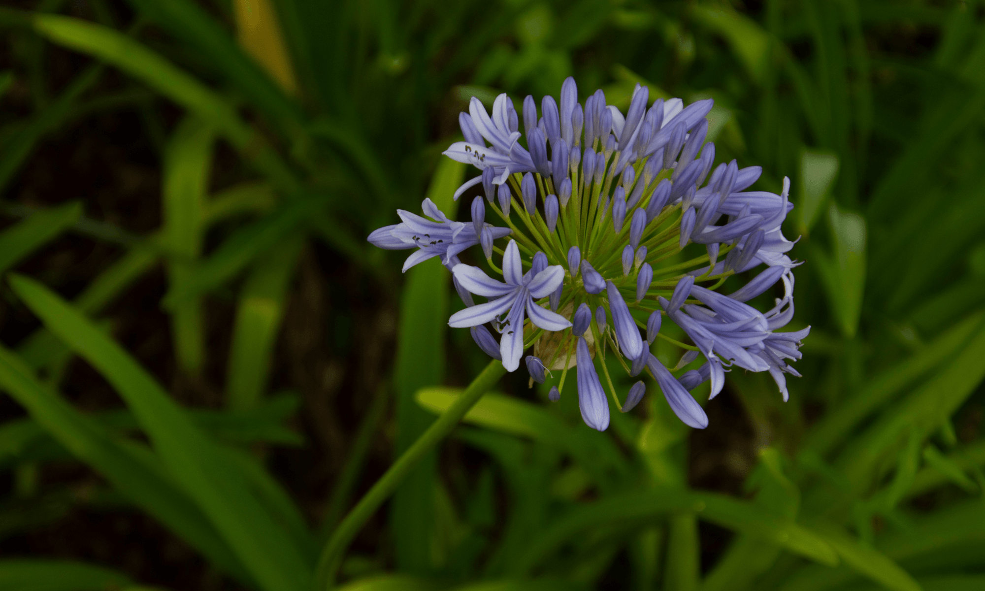 Agapanthus Madelyn™ - Ladybird Nursery