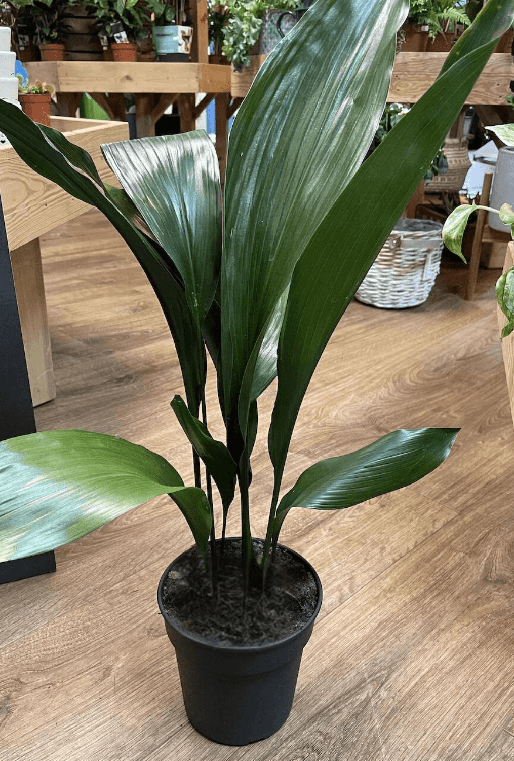 Cast Iron Plant (Aspidistra elatior)