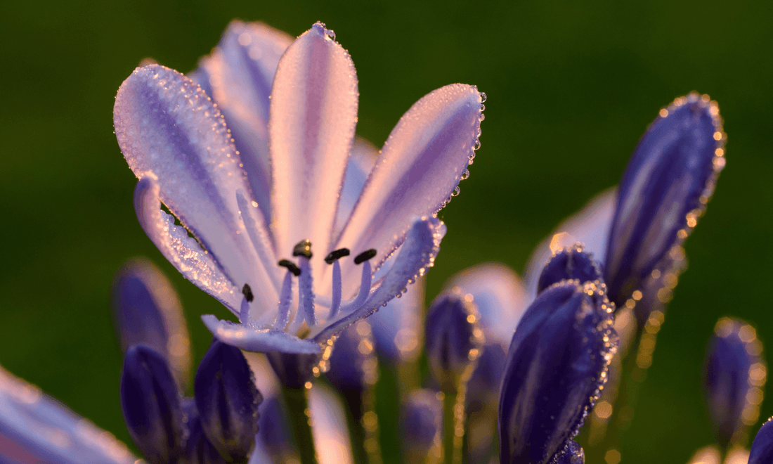 Agapanthus Madelyn™ - Ladybird Nursery