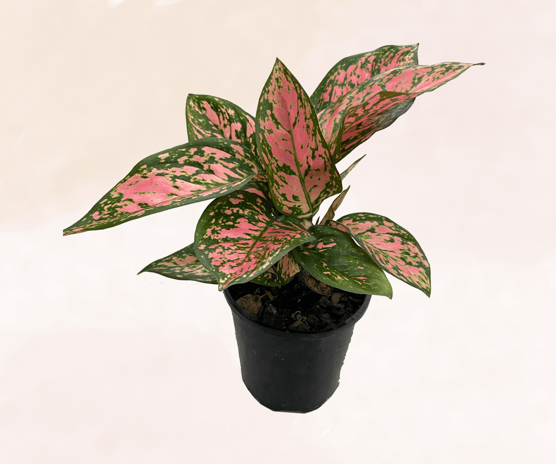 Aglaonema Pretty Woman
