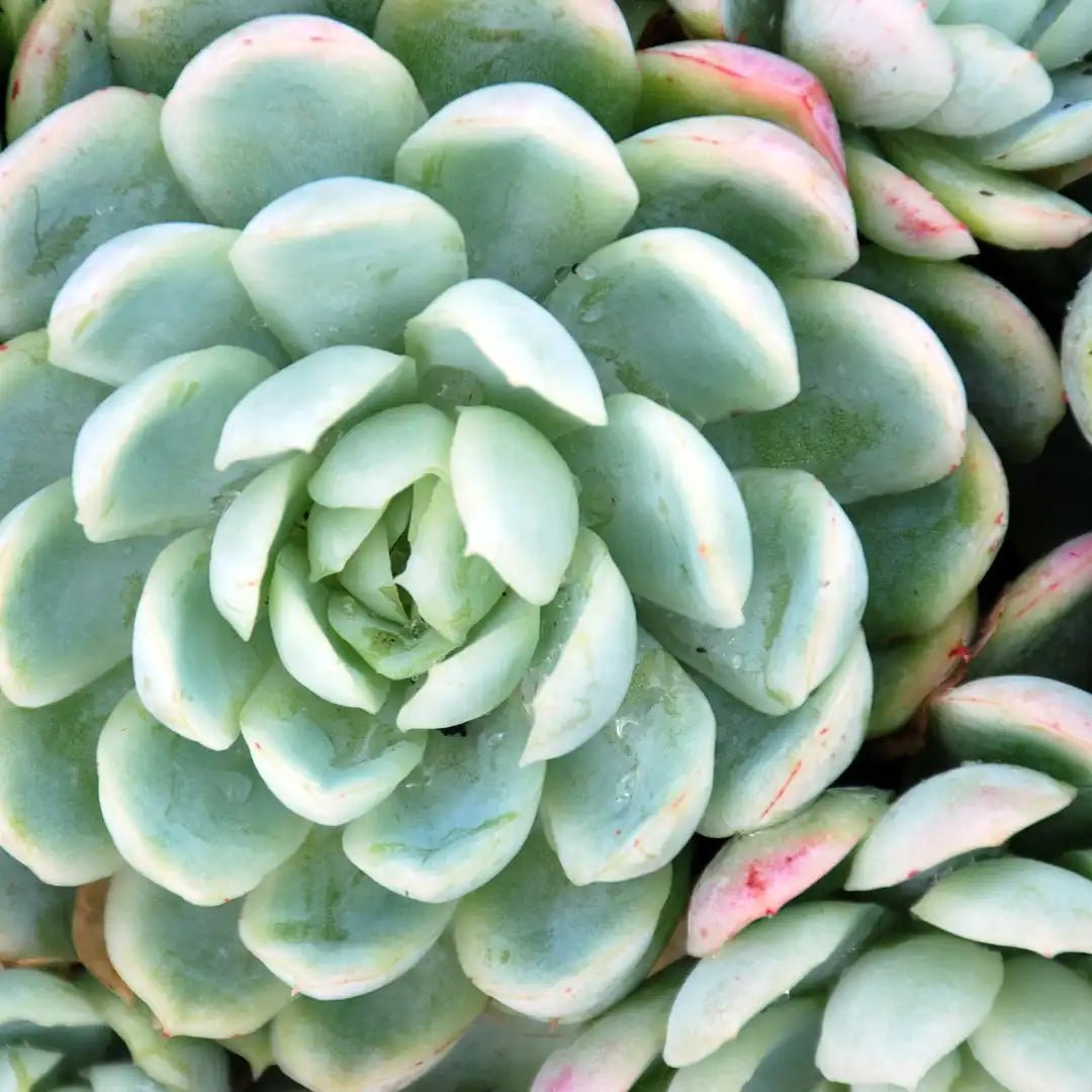 Hens and Chicks (Echeveria imbricata) - Ladybird Nursery