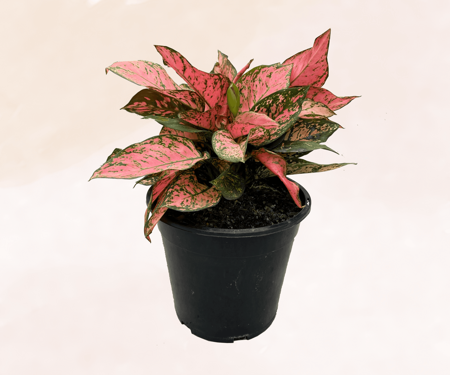 Aglaonema Pretty Woman